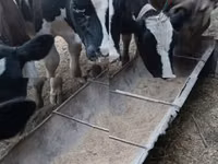 Toro, Russian Black pied cattle — foto 3