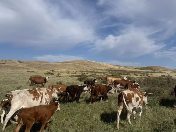 Kuh, Simmental cattle