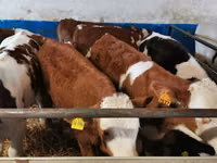 公牛, Simmental cattle — 照片 1