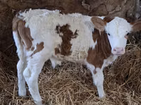 Bull, Simmental cattle — photo 2