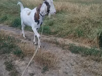Ziegenbock, Nubian Goat — Foto 3