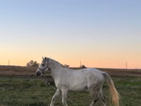 Égua, Cavalos — foto 4
