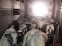 Rinder (Partie, Geschlecht nicht angegeben), Russian Black pied cattle — Foto 6