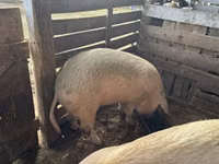 Pigs (batch, sex not specified), Pigs — photo 3