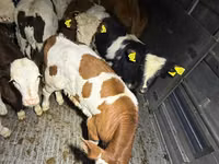 牛只（批次，未指定性别）, Simmental cattle — 照片 5