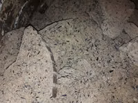 Vînd macuc prățit roți — сүрөт 5