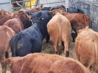 Bovins (lot, sexe non indiqué), Simmental cattle — photo 4