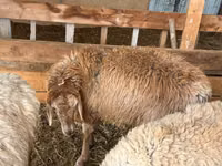 Schaf, Rhon sheep — Foto 5