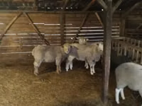 Bélier, Ile-de-France sheep — photo 1