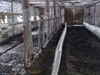 Cow, Bukovinian factory type of red-spotted Ukrainian cow — photo 2