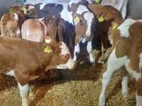 Bulle, Simmental cattle — Foto 1