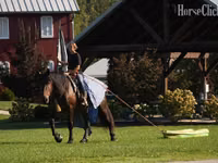 Cal, Racking Horse — foto 8