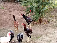 Chickens — Foto 1