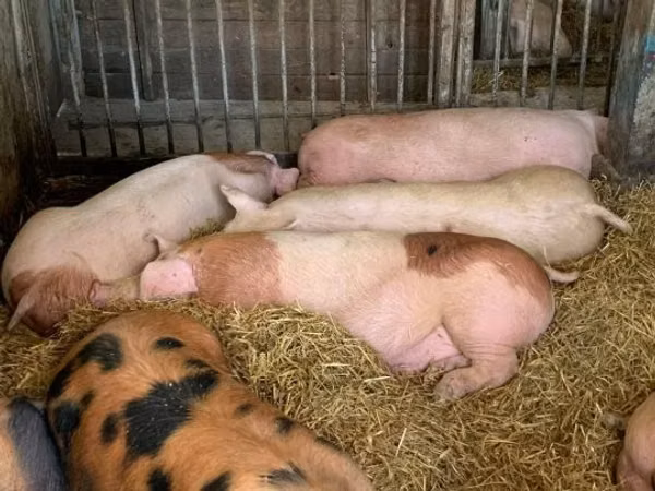 Säue, Schweine
