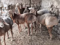 كبش, Arashan sheep — الصورة 5