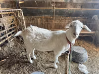 Capră, Alpine goat — foto 2