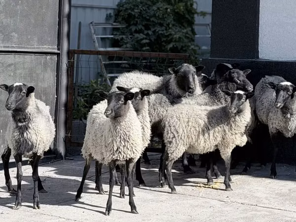Sheep, Romanov sheep