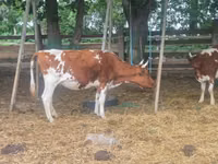 Vaca, Ayrshire — foto 6