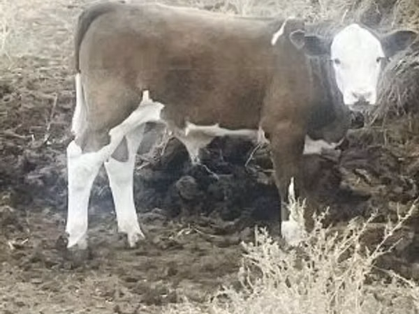 Touro, Raça Holstein
