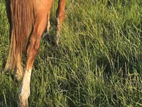Égua, Cavalos — foto 2