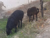 Bélier, Moutons — photo 2