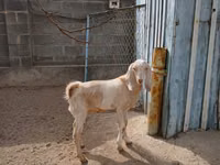 Ziege, Kamori goats — Foto 2