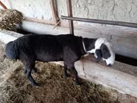 Ram, Sheep — photo 3