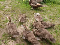 Ducks — 照片 2