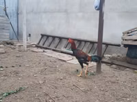 Chickens — foto 7