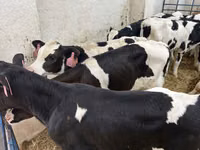 Touro, Raça Holstein — foto 2