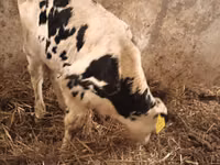 Bulle, Simmental cattle — Foto 3