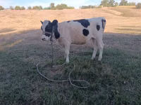 Vacă, Rasa Holstein — foto 3