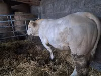 ثور, Charolais cattle — الصورة 2