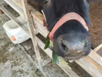 Cow, Cattle — photo 8