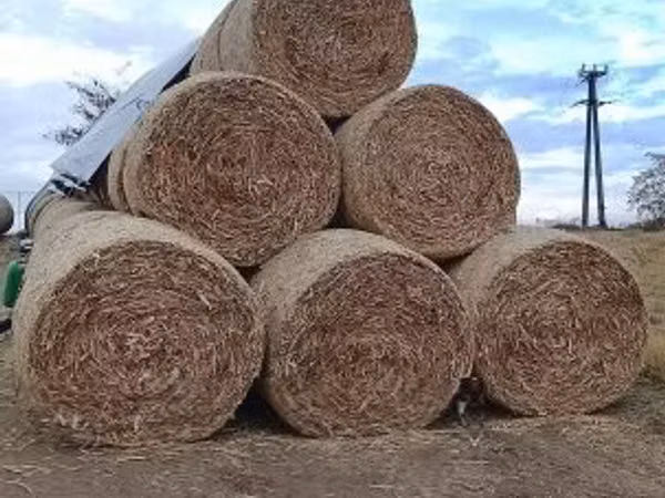 körbálás csutka
