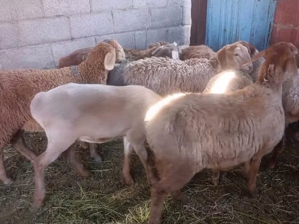 Schaf, Arashan sheep