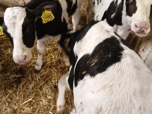 Toro, Raza Holstein