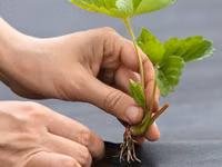 Агроволокно чёрное мульчирующее, Agrofibre (Agril) negru de mulcire — Foto 1
