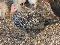 Guinea fowl — Foto 2