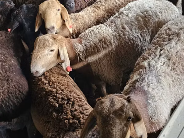 Țap, Boer goat