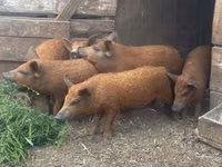 Pigs (batch, sex not specified) — photo 1