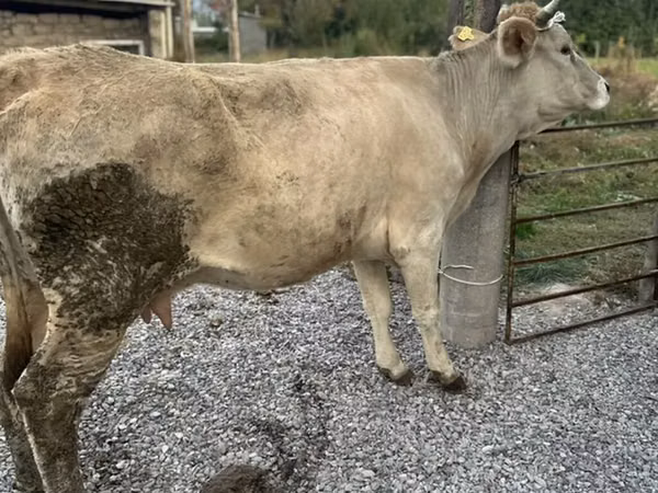 गाय, Simmental cattle