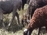 نعجة, Romanov sheep — الصورة 4