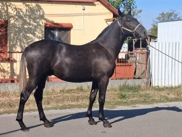 Horse (M), Lipizzaner