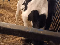 Bulle, Russian Black pied cattle — Foto 1