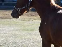 Cavalo, Kisber felver — foto 3
