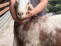 Schaf, East Friesian Dairy sheep — Foto 7