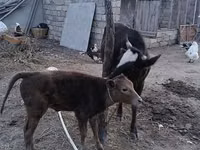 İnək, Qırmızı-ləkəli cins — foto 7