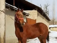 घोड़ा, Karabair horse — फ़ोटो 5