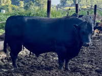 Vacă, Aberdeen-Angus — foto 4